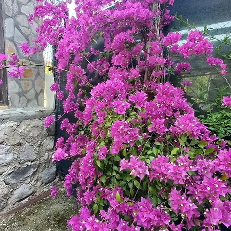 Demeter Rose Stonehouse Pansion ホームステイ
